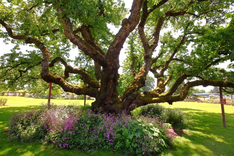 Owen Rose Garden